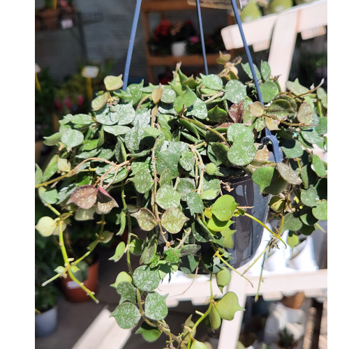 hoya curtisii