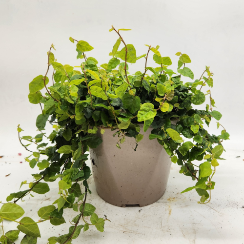 ficus repens