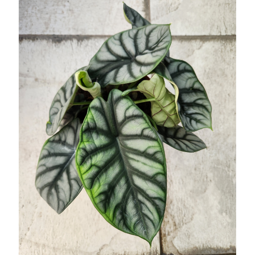 Alocasia
