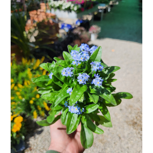 non ti scordar di me