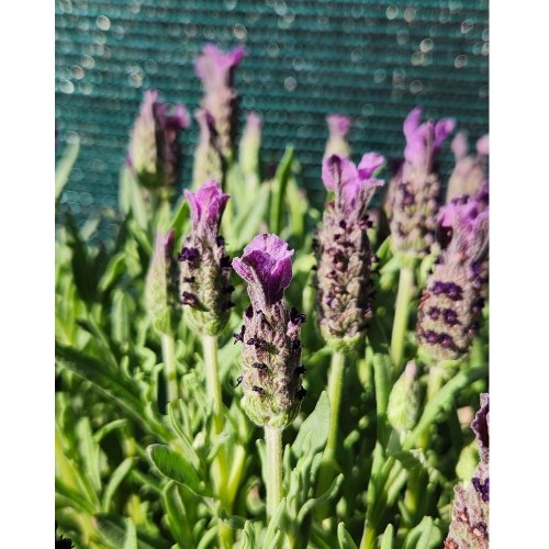 lavanda