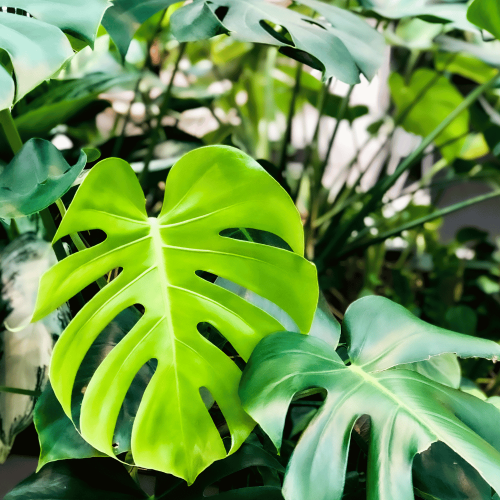 monstera deliciosa