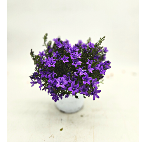 campanula