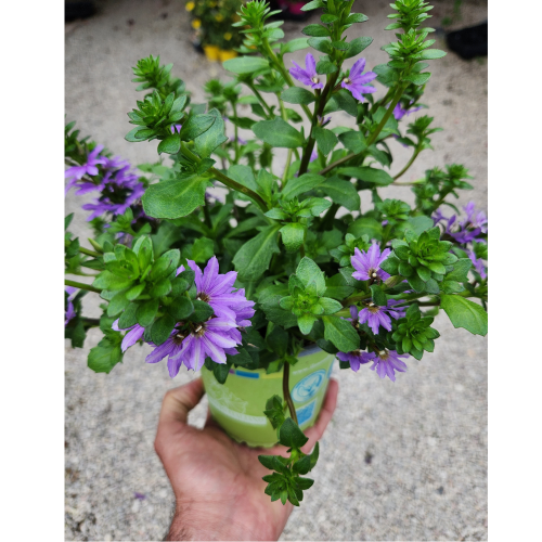 scaevola