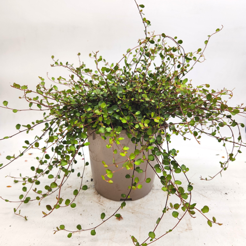 muehlbeckia