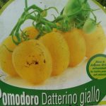 Pomodoro Datterino Giallo