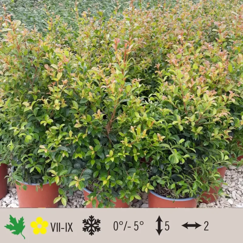 eugenia-myrtifolia-1024×1024