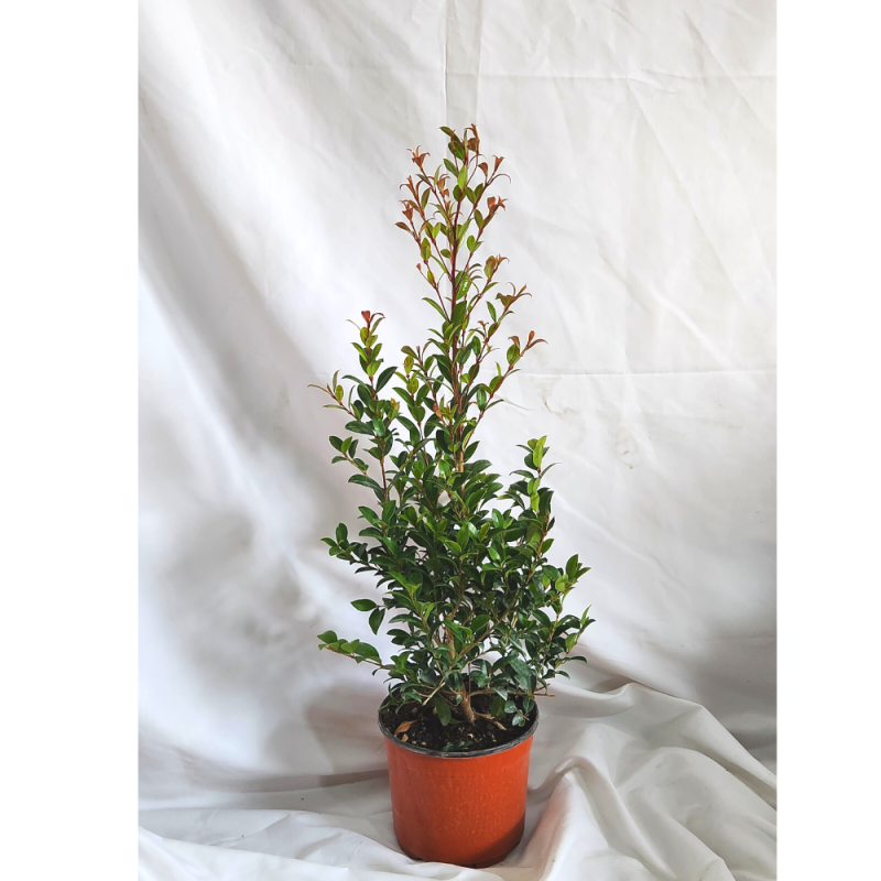 eugenia_mirtifolia