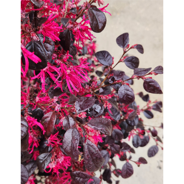 Pianta Vera Loropetalum Black Pearl Vaso 17cm – POWERS TO FLOWERS