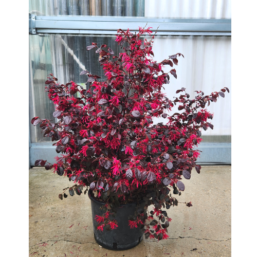loropetalum