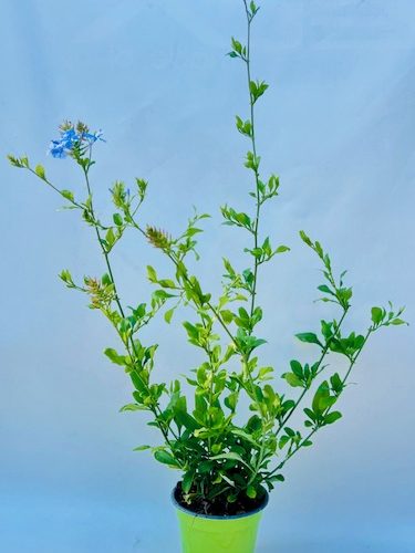 098ca365-b1c7-43eb-a048-4ee401f9885b