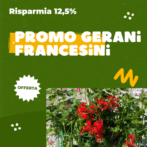 gerani in offerta