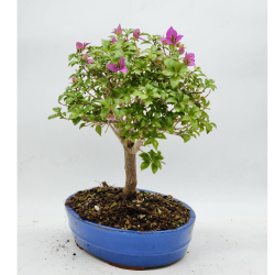 bouganvillea bonsai