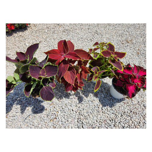 coleus