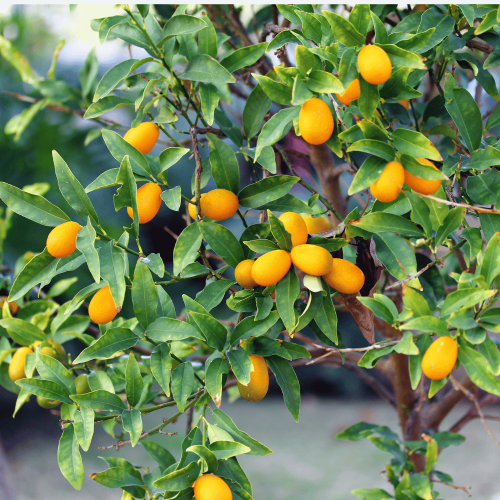 kumquat