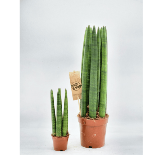 sanseveria Cylindrica