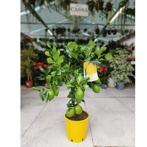 limone quattro stagioni