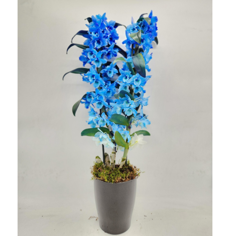 orchidea blu