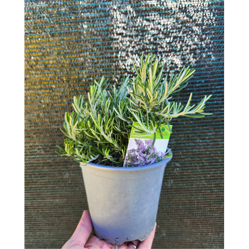 rosmarino repens