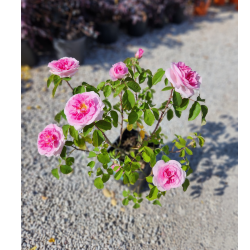 gertrude rose