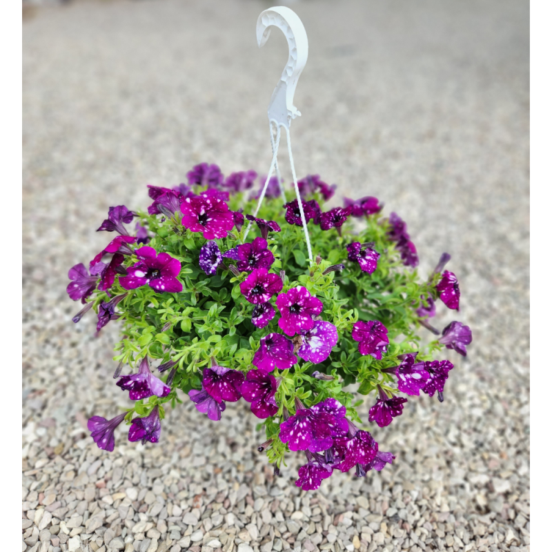 petunia
