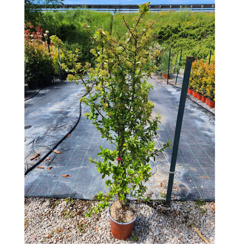 pyracantha