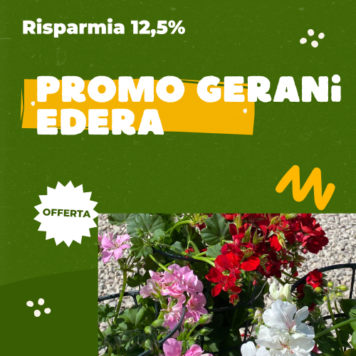 gerani in offerta