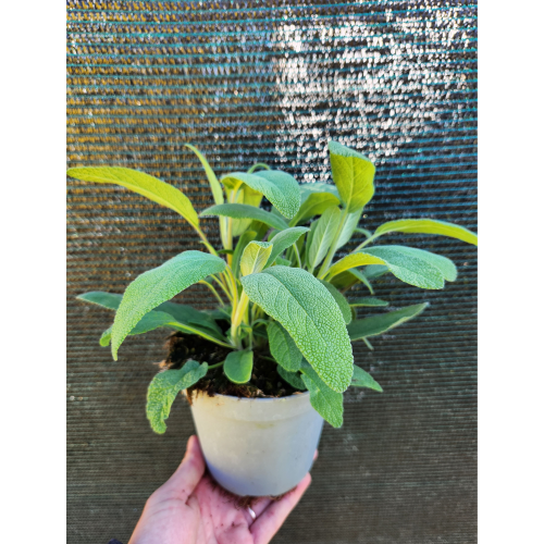 salvia