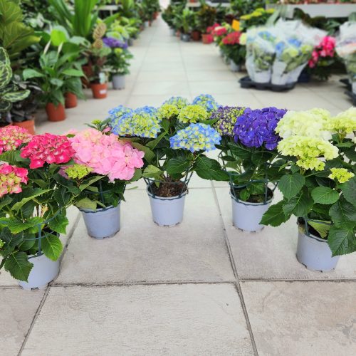 ortensia_macrophylla