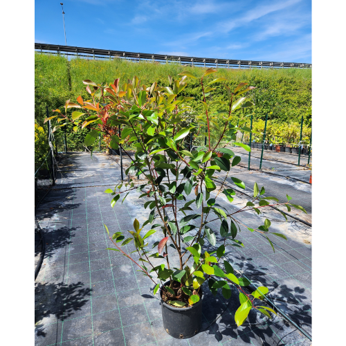 photinia