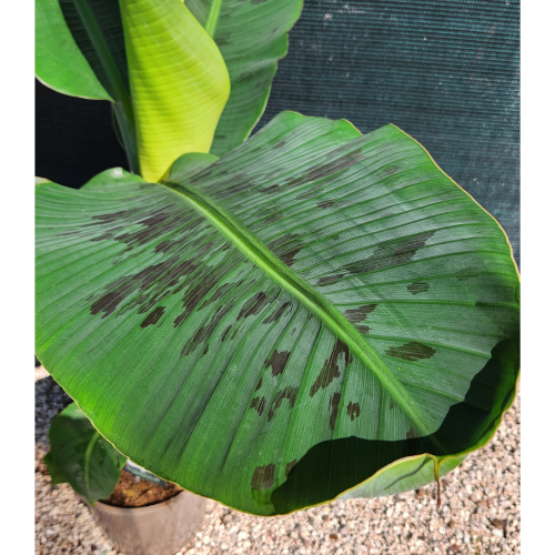 musa cavendish