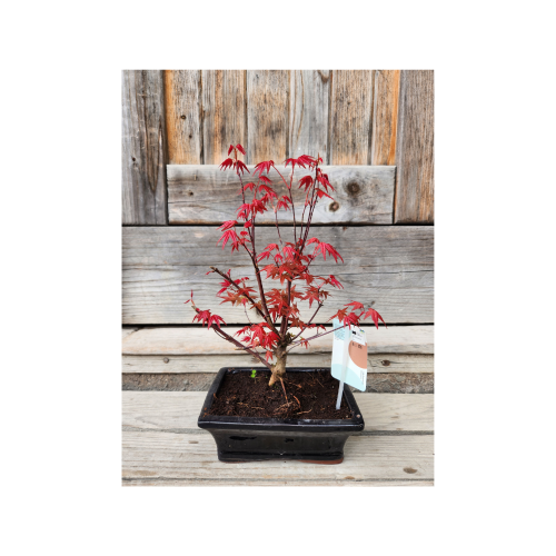bonsai acero