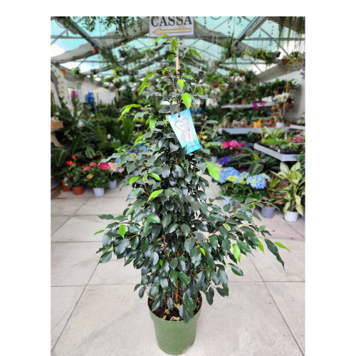 ficus benjamino