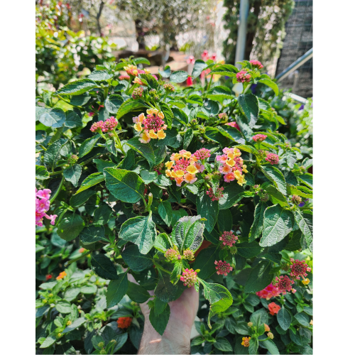 lantana