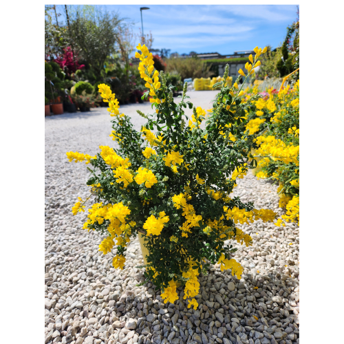 cytisus