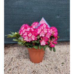 rododendro