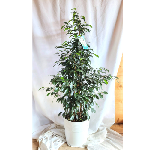 ficus Danielle