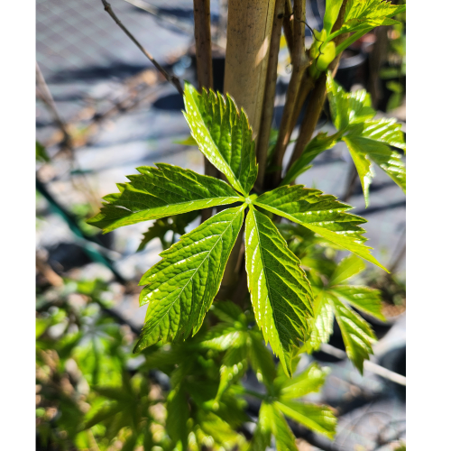 parthenocissus