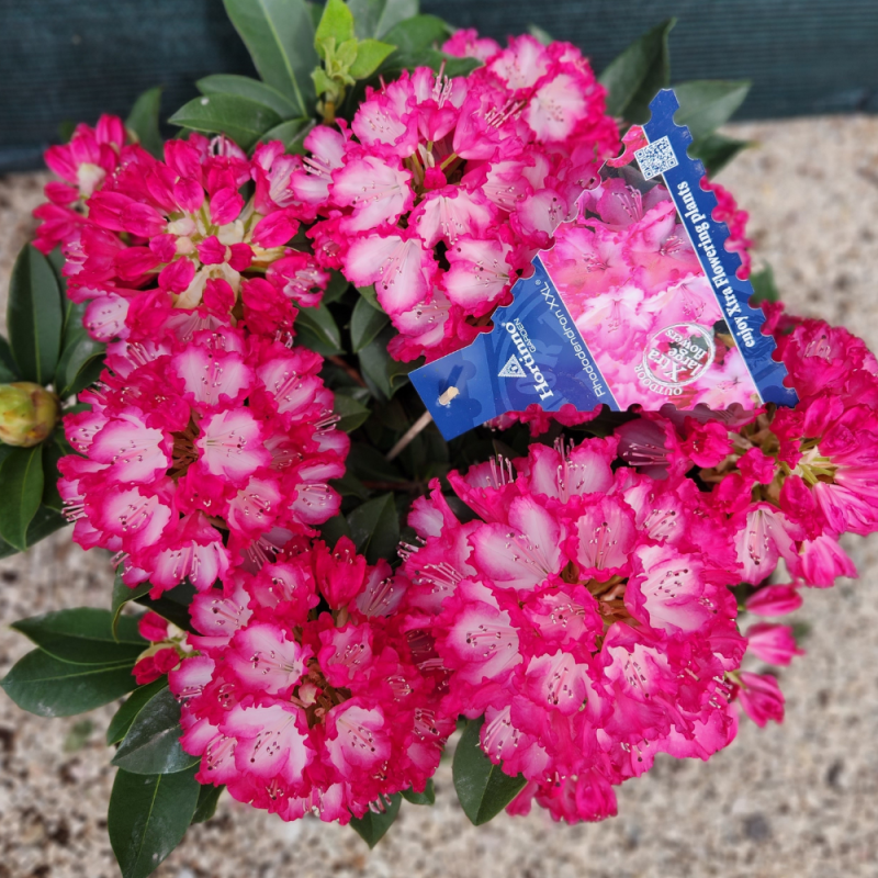 rododendro