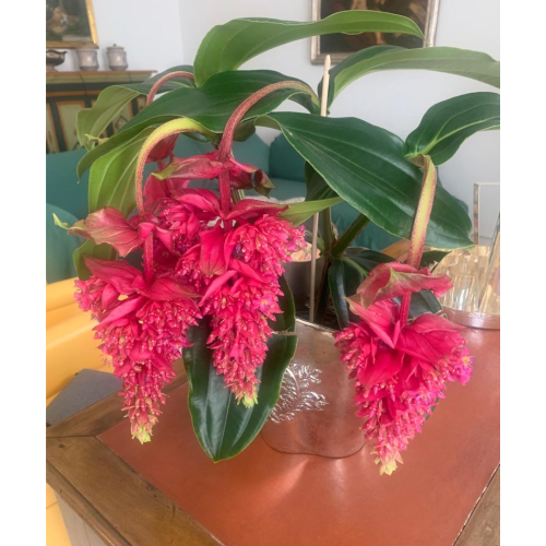 medinilla