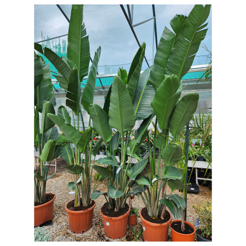 strelitzia_3mt