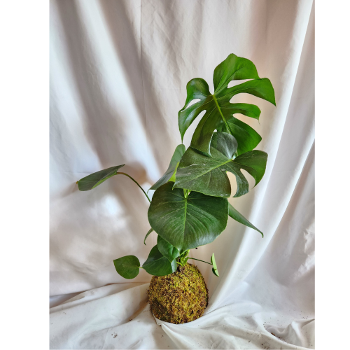 monstera