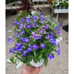 lobelia