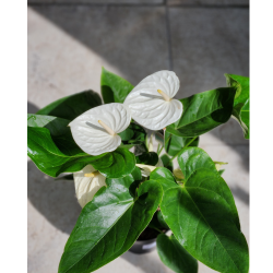 anthurium