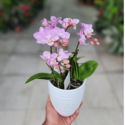 orchidee mini