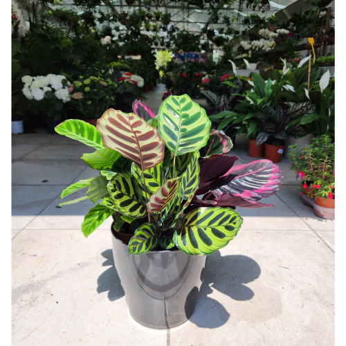 Calathea