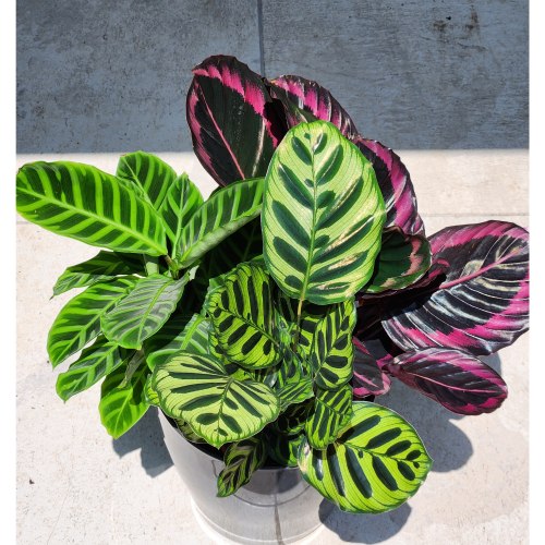 calathea
