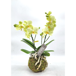 orchidea kokedama