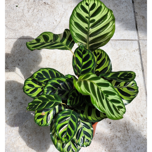 calathea