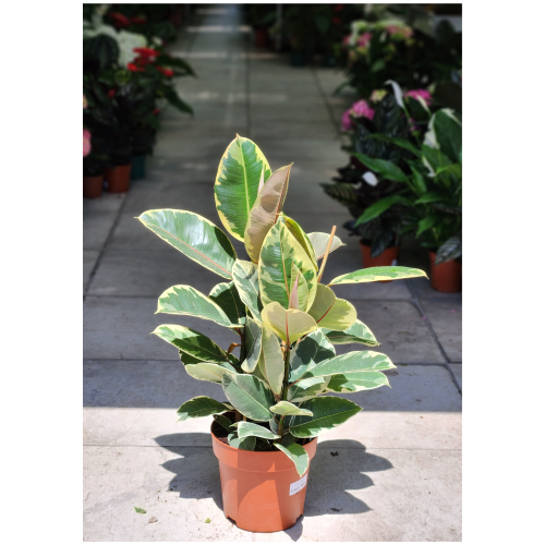 ficus elastica